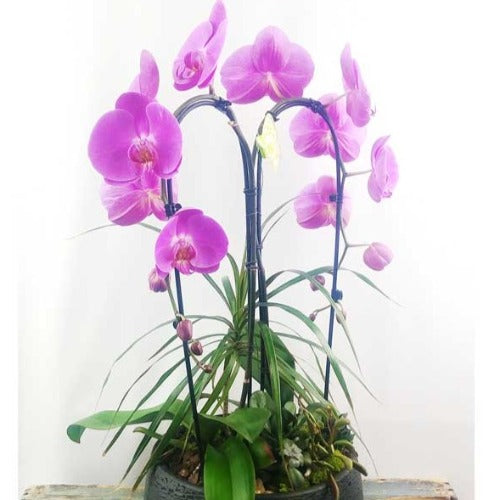 Custom Design Planter Garden - 1 (Orchids & Succulents)