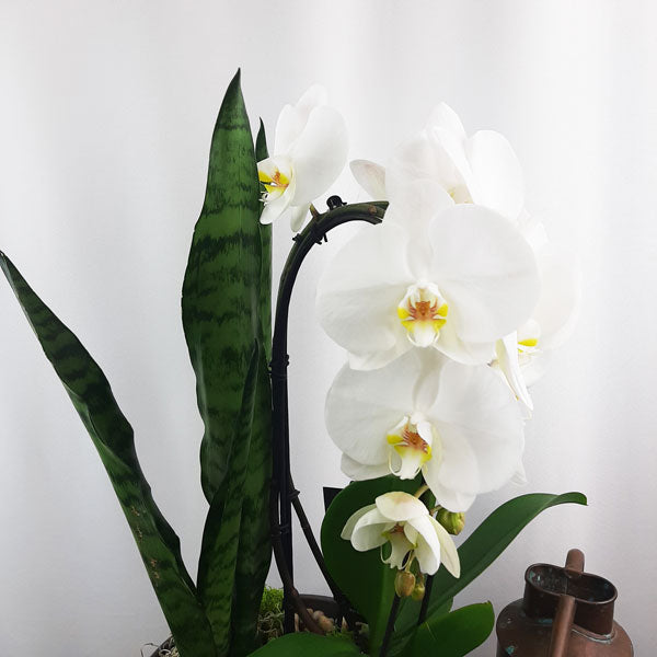 Custom Design Planter Garden - 3 (Orchid, Sansevieria, Succulent)