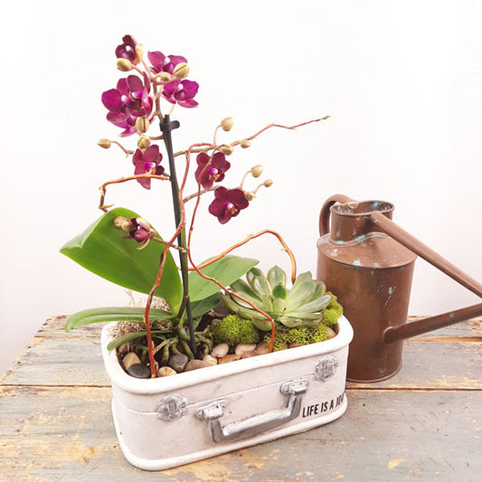 Jardin écologique - 3 (orchidées et plantes succulentes)