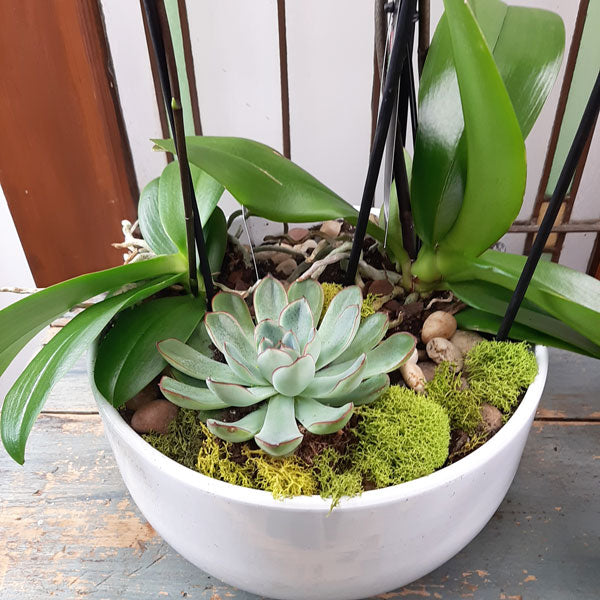 Custom Design Planter Garden - 4 (Orchids & Succulents)