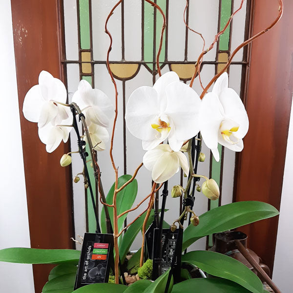Custom Design Planter Garden - 5 (Triple Orchids)