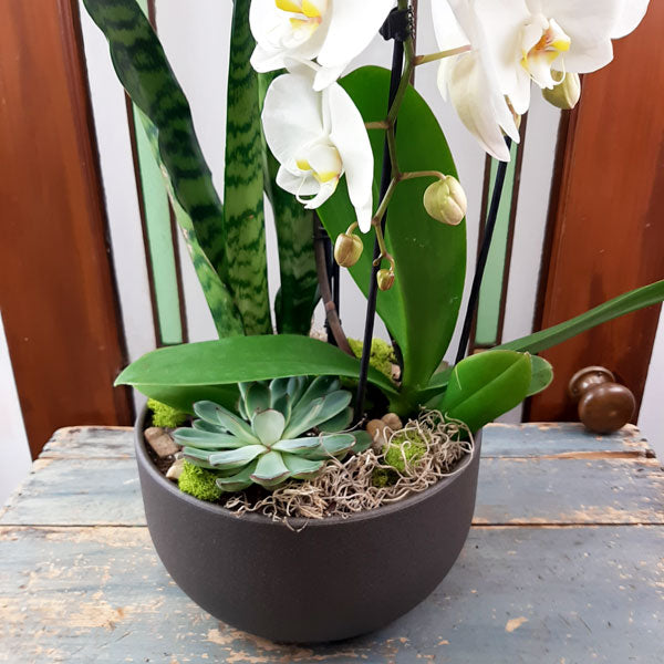 Custom Design  Planter Garden - 3 (Orchid, Sansevieria, Succulent)