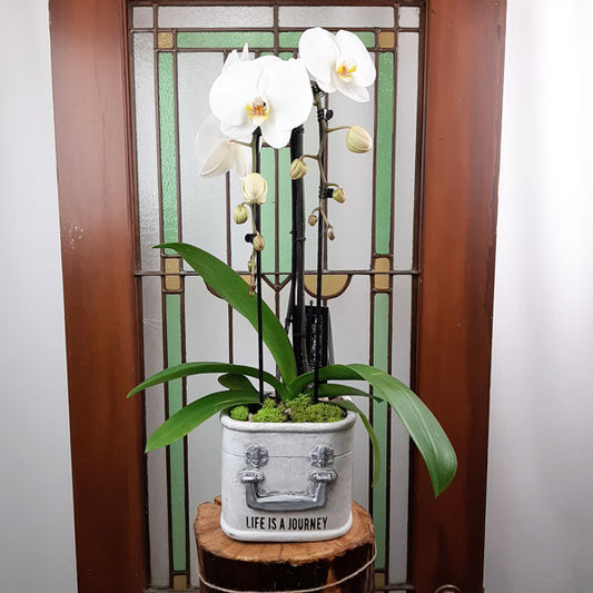 Orchid Garden Planter - 3