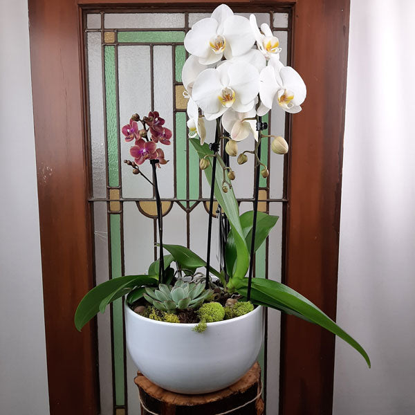 Custom Design  Planter Garden - 4 (Orchids & Succulents)