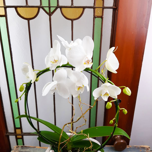 Jardinière pour orchidées - 3