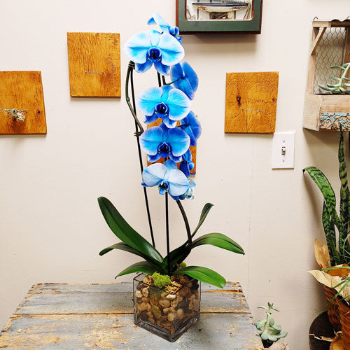 Jardinière d'orchidées - 4 (Orchidée Phalaenopsis bleue)