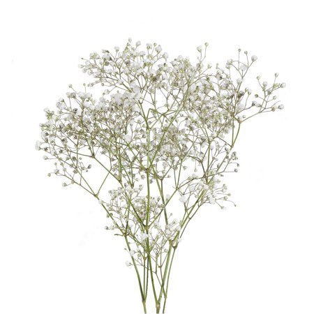 Baby's Breath