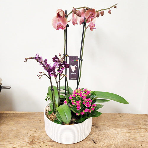 Custom Design Planter Garden - 7 (Pair of Orchids & Kalanchoe Plant)