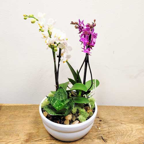 Jardin écologique - LTD2