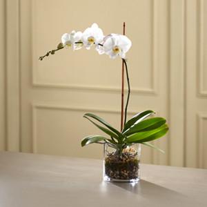 The White Orchid Planter