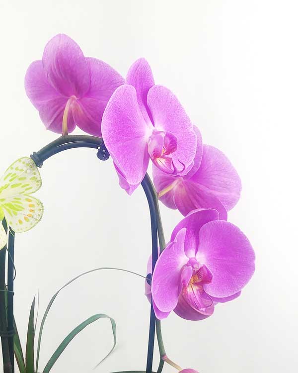 Custom Design  Planter Garden - 1 (Orchids & Succulents)