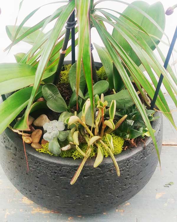 Custom Design  Planter Garden - 1 (Orchids & Succulents)