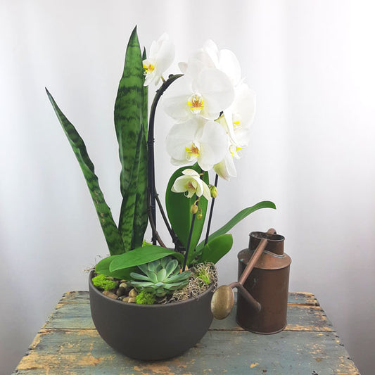 Custom Design  Planter Garden - 3 (Orchid, Sansevieria, Succulent)