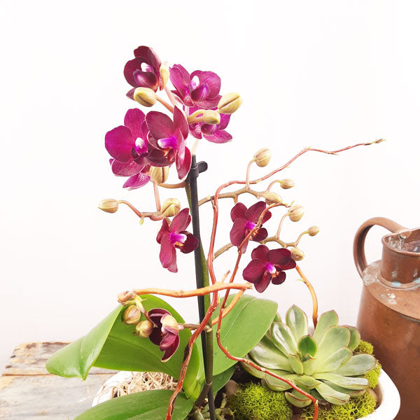 Jardin écologique - 3 (orchidées et plantes succulentes)