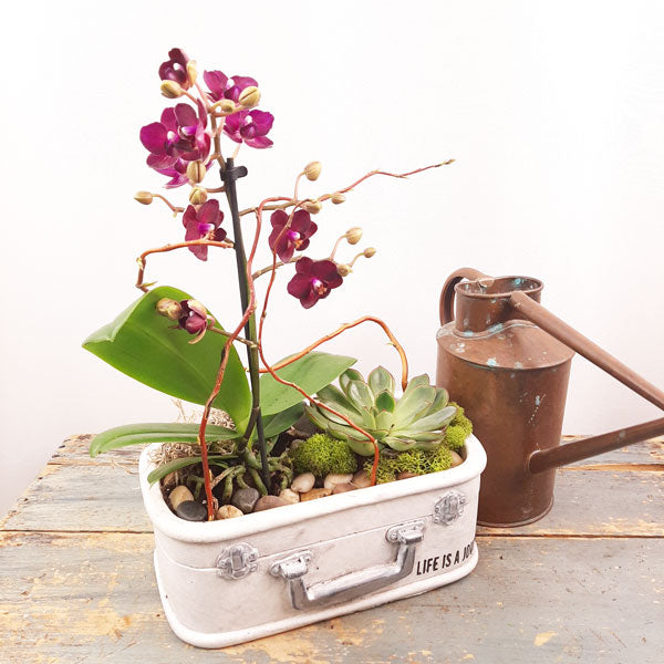 Jardin écologique - 3 (orchidées et plantes succulentes)