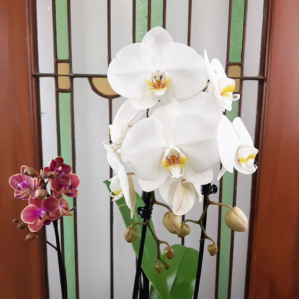 Custom Design  Planter Garden - 1 (Orchids & Succulents)