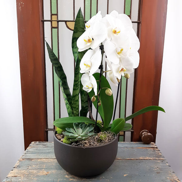 Custom Design  Planter Garden - 3 (Orchid, Sansevieria, Succulent)