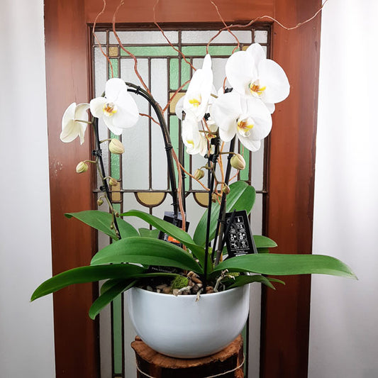 Custom Design  Planter Garden - 5 (Triple Orchids)