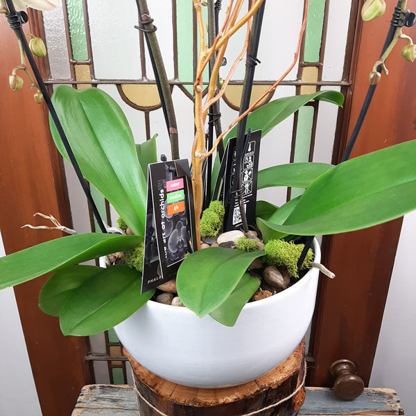Custom Design  Planter Garden - 5 (Triple Orchids)