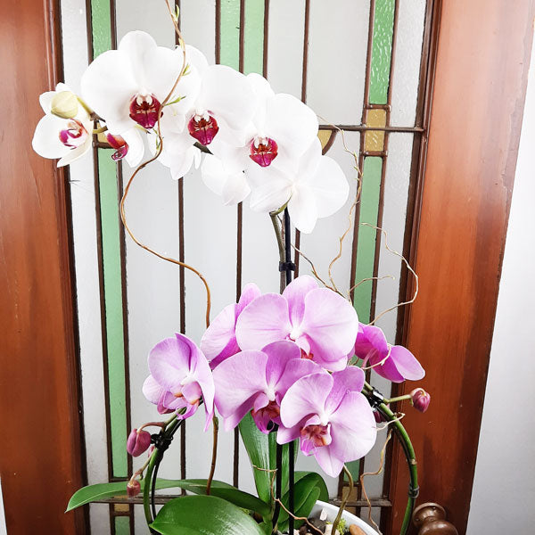 Custom Design  Planter Garden - 5 (Triple Orchids)