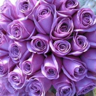 Two Dozen Boxed Roses (Red, Pink, Rainbow, Blue, Purple, Mixed, White, Yellow)