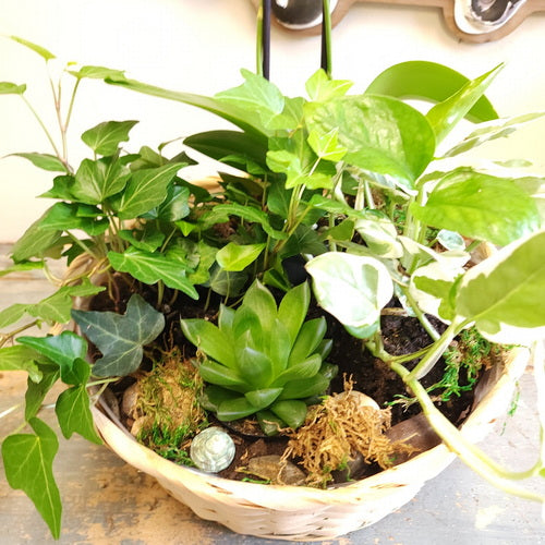 Jardin fleuri 5 (plantes en pot)