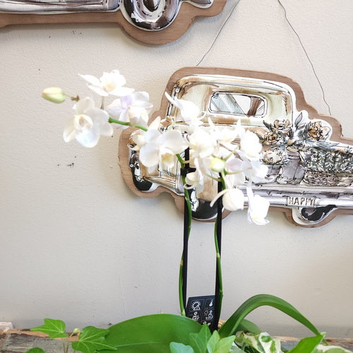 Jardin fleuri 5 (plantes en pot)