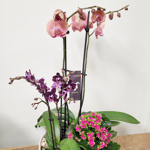 Custom Design Planter Garden - 7 (Pair of Orchids & Kalanchoe Plant)