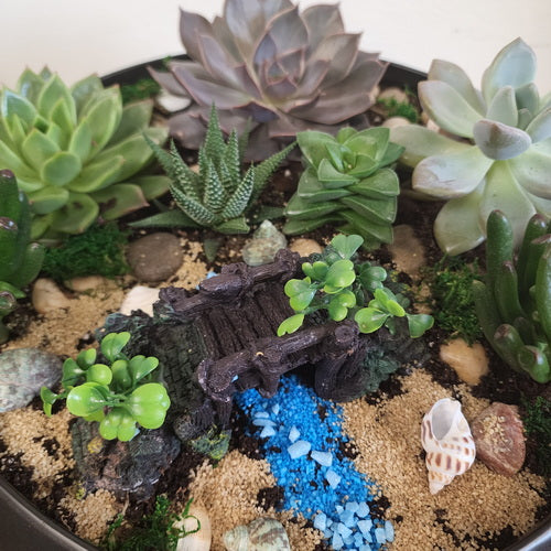 Custom Design Succulent Garden - 1