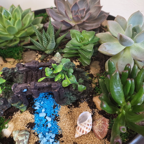 Custom Design Succulent Garden - 1