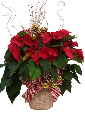 Panier décoré de poinsettas rouges