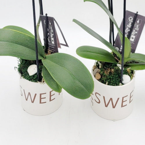 Double Orchid Planter ( 2 Cascading Orchids in Pot)