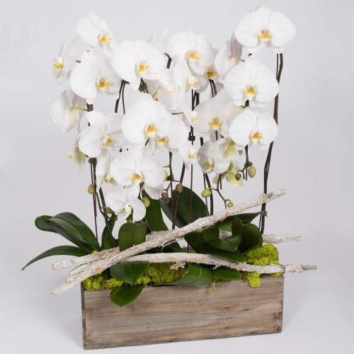 Orchid Masterpiece - Sympathy