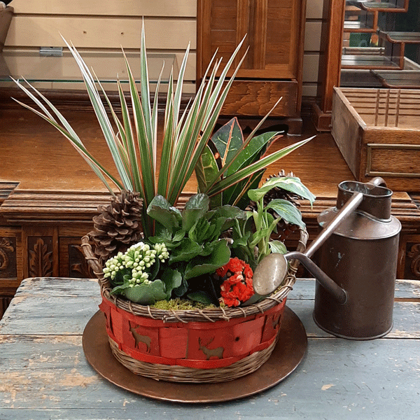 Panier de plantes en pot pour les vacances d'hiver