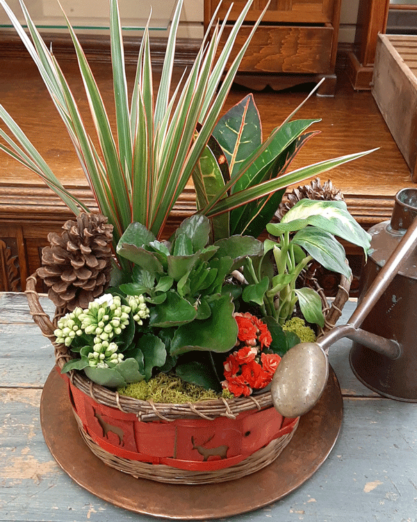 Panier de plantes en pot pour les vacances d'hiver