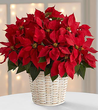 Basket - Red Poinsetta Basket